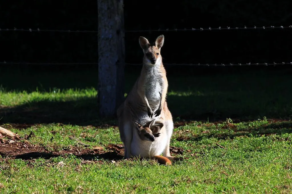 *** Kompleks wypoczynkowy Killarney View Cabins And Caravan Park Australia